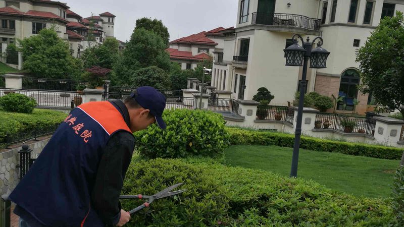 苗木基地报价迷雾：同一棵树为何差价惊人