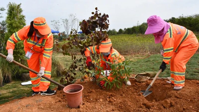 苗木种植技术视频教程分类：从入门到精通的系统化学习路径